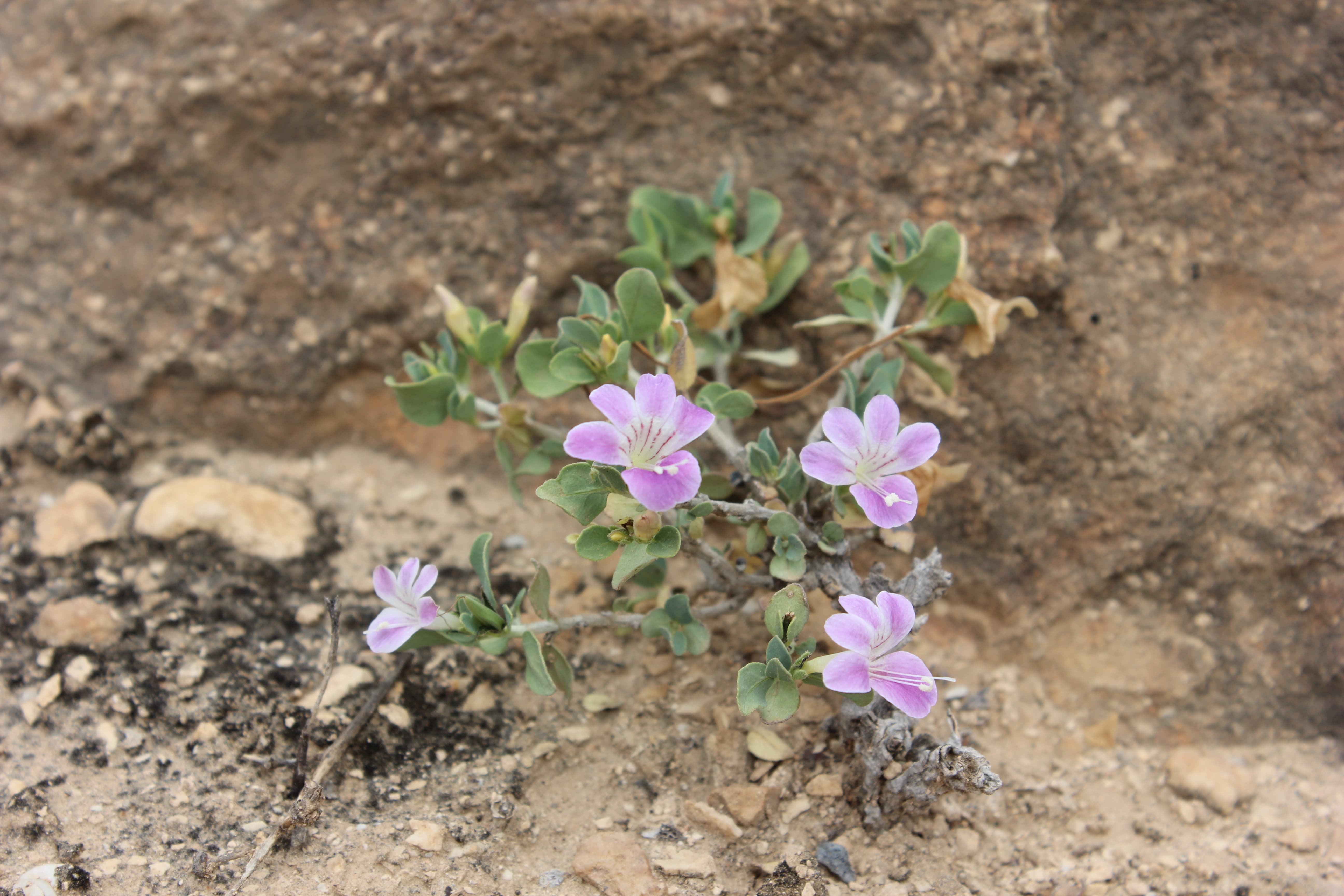 Plant Image